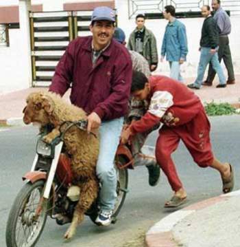 al 3eed fe al maroc wa3ar walllah fe al magreeb la tstagreeeb lol fa eda rayt  al 7emar yateer fa 9ol ena lah 3la kol chy2n 9ader